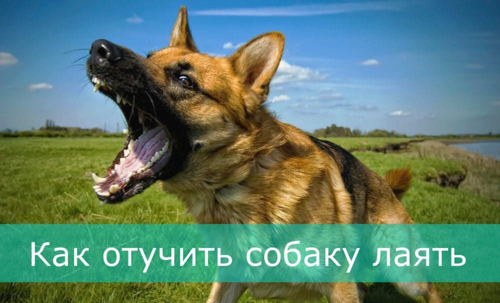 Як відучити собаку гавкати